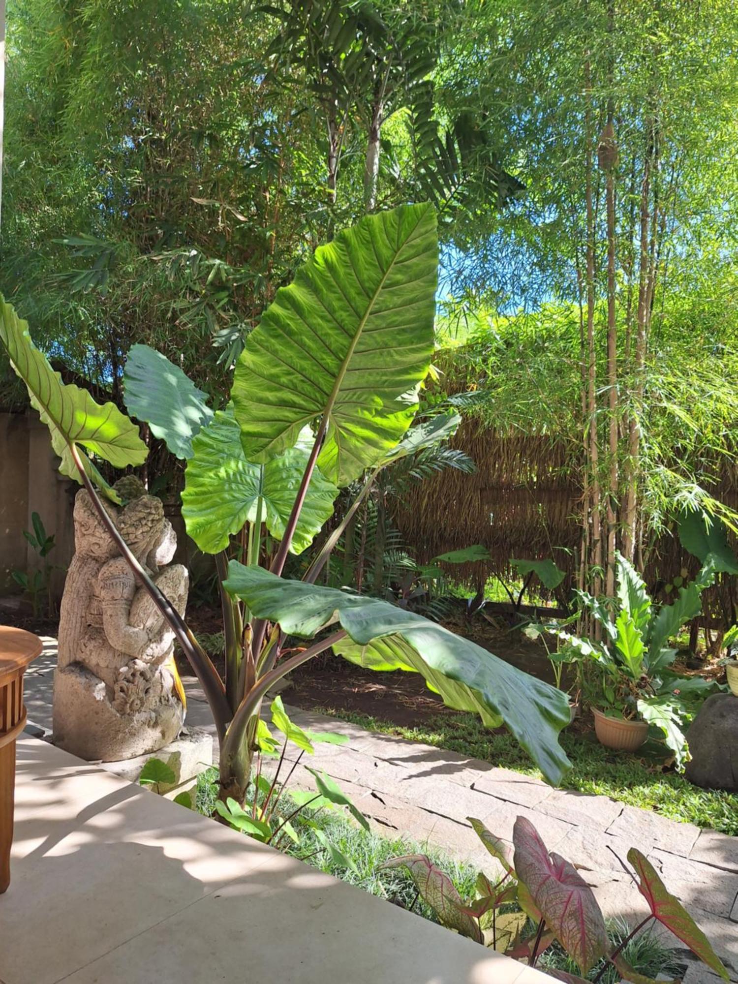 Kasapa Inn Ubud  Ngoại thất bức ảnh