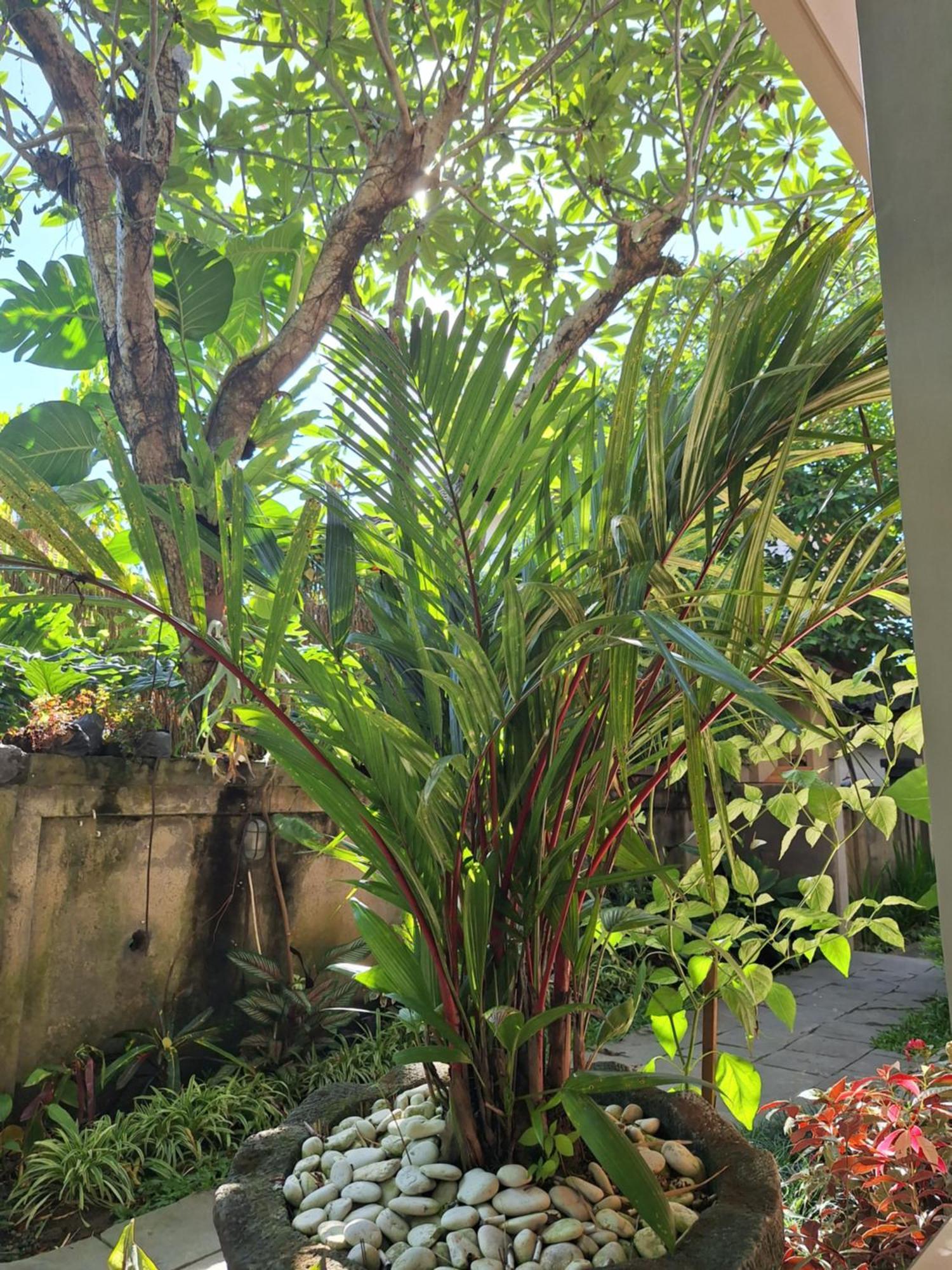 Kasapa Inn Ubud  Ngoại thất bức ảnh