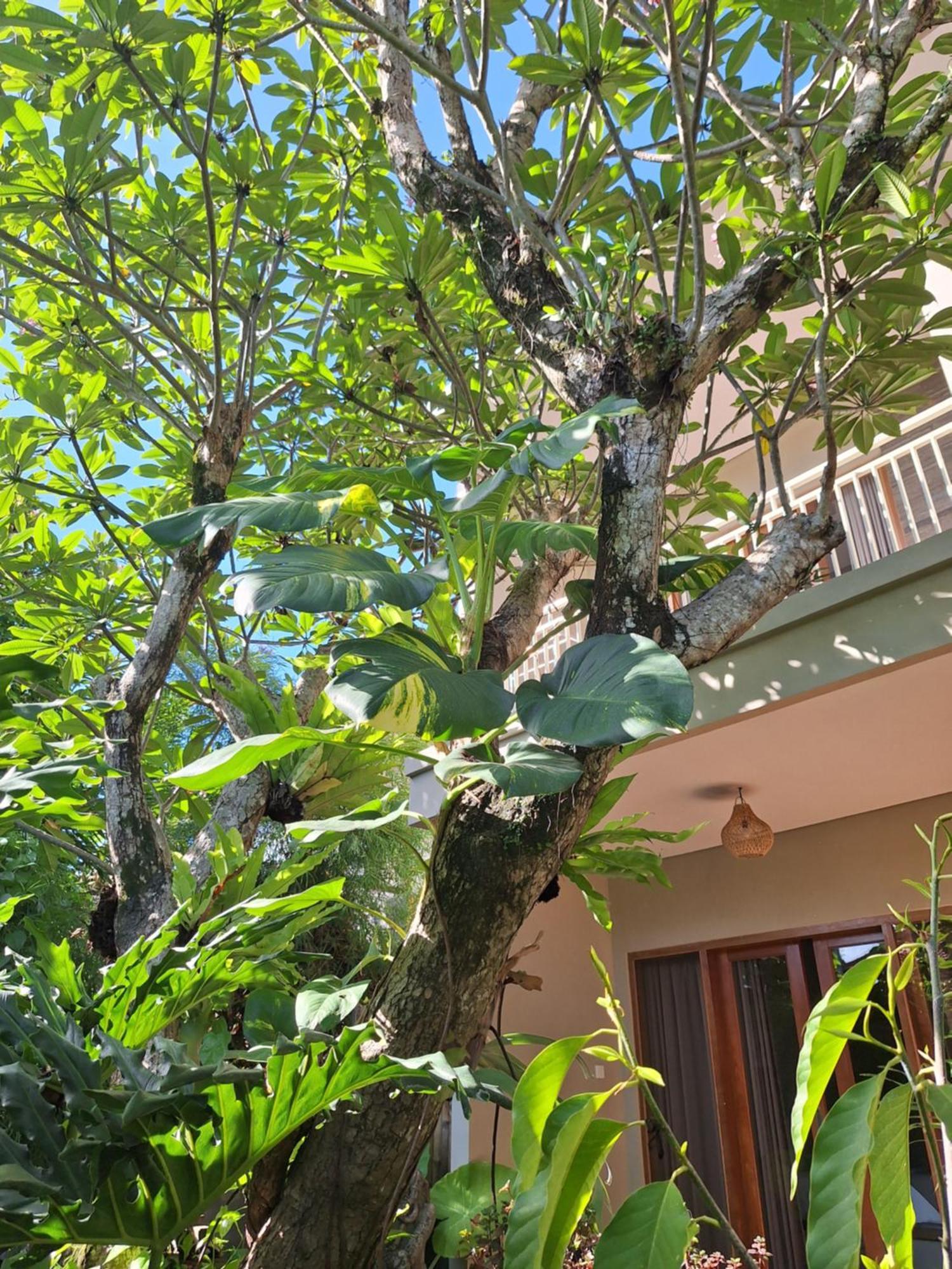 Kasapa Inn Ubud  Ngoại thất bức ảnh